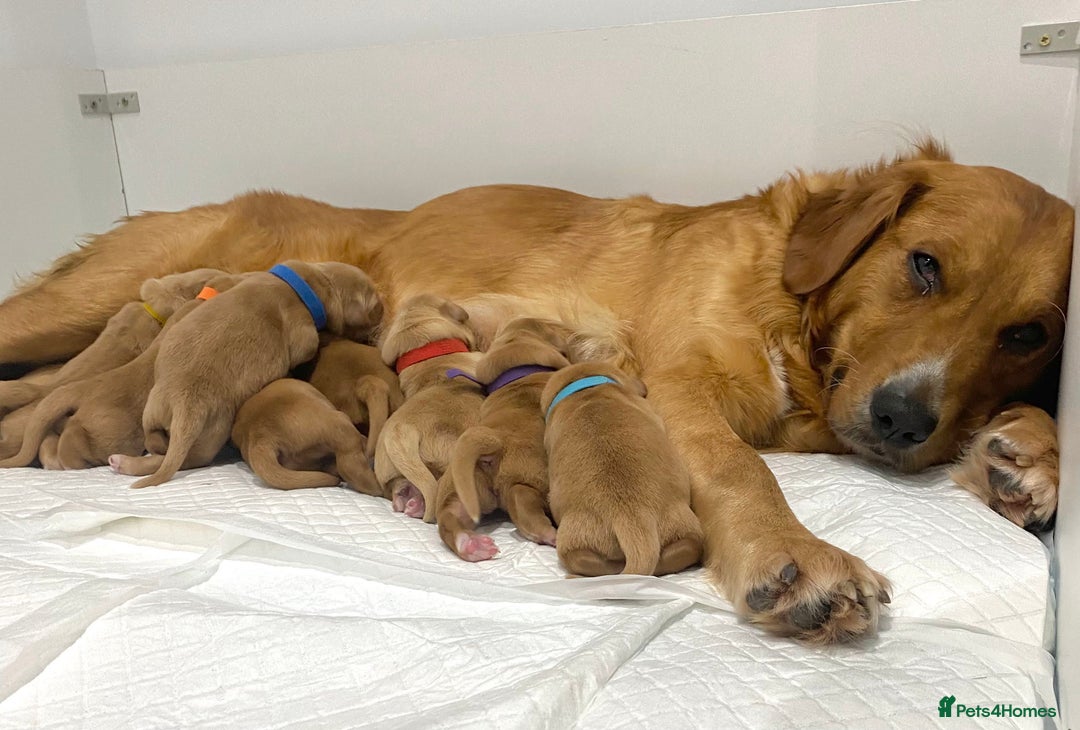 Golden Retriever dogs for sale: Litter of 8 (2 males & 2 females available) - Image 3