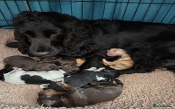 Cocker Spaniel dogs for sale:  Show type cocker spaniel puppies (SOLD) - Image 1