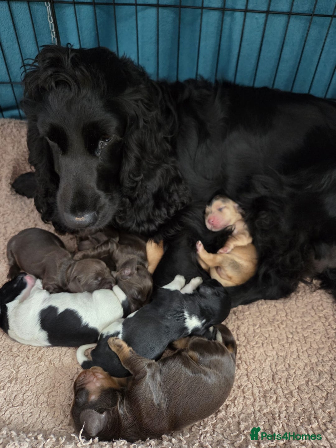 Cocker Spaniel dogs for sale:  Show type cocker spaniel puppies (SOLD) - Image 1
