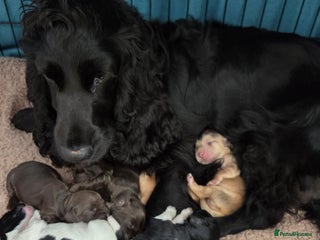 Cocker Spaniel dogs - Advert 5