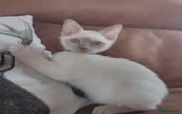 Siamese cats for sale: Beautiful litter of Simease - Image 4