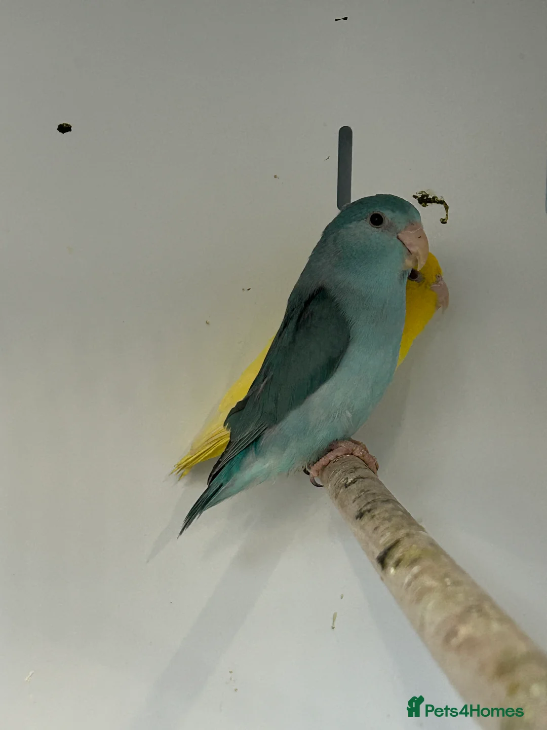 Parakeets birds for sale: Stunning Various Baby Celestial Parrotlets - Advert 5