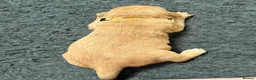 Labrador Retriever dogs for sale: KC Fox Red & Yellow Labrador Puppies - Advert 4