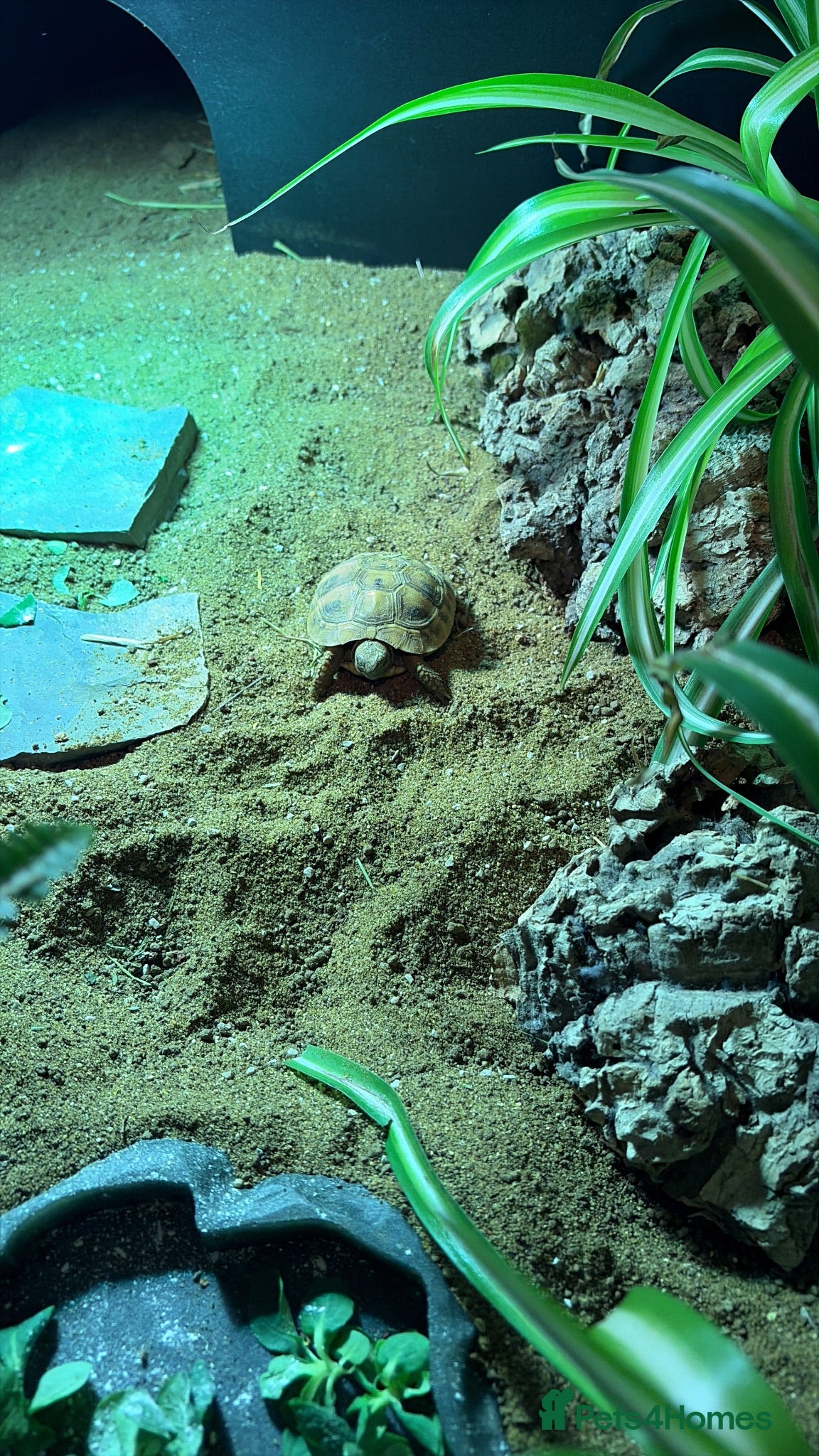 Hermann Tortoise reptiles Hermann’s Tortoise and Tortoise Table - Advert 1
