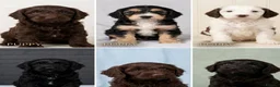 Cockapoo dogs for sale: Beautiful F2 Cockapoo Puppies For Sale 🐾  - Advert 2