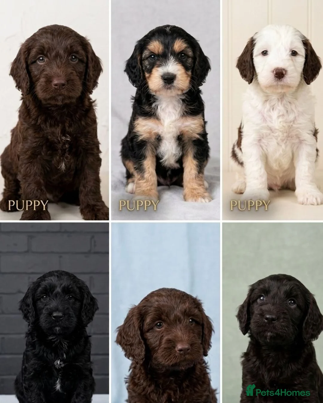 Cockapoo dogs for sale: Beautiful F2 Cockapoo Puppies For Sale 🐾  - Advert 2