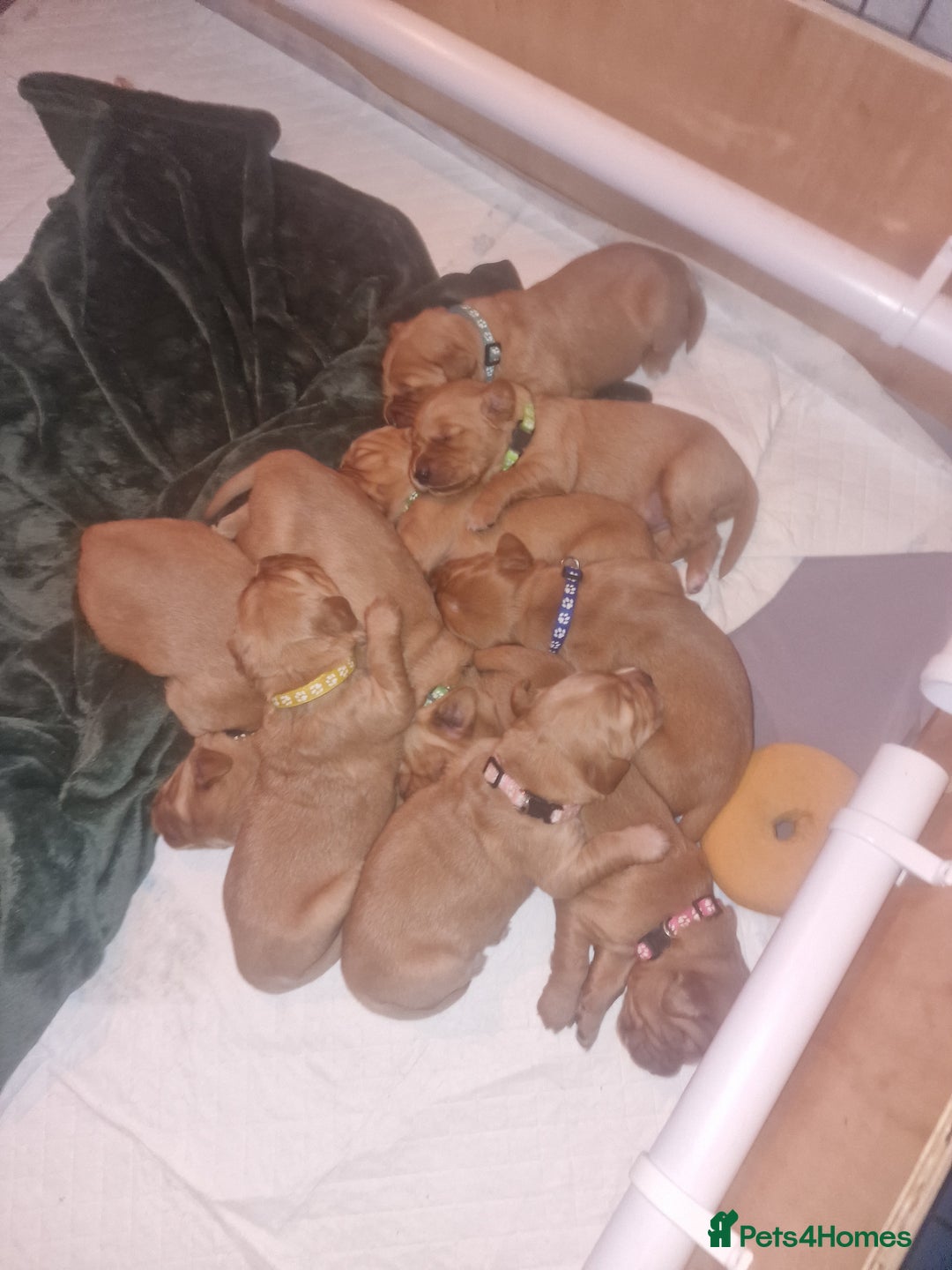 Golden Retriever dogs for sale: Beautiful KC-Registered Golden Retriever Puppies - Advert 23