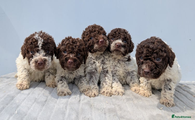 Lagotto Romagnolo dogs - Advert 1