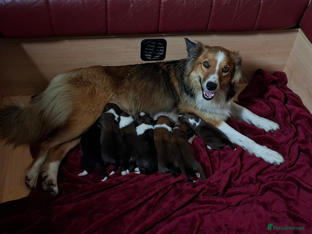Border Collie dogs for sale: 7 border collie pups 🌟  - Image 11