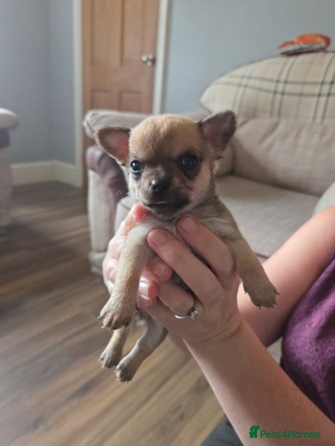 Chihuahua dogs for sale: Chihuahua puppies for sale - Image 6
