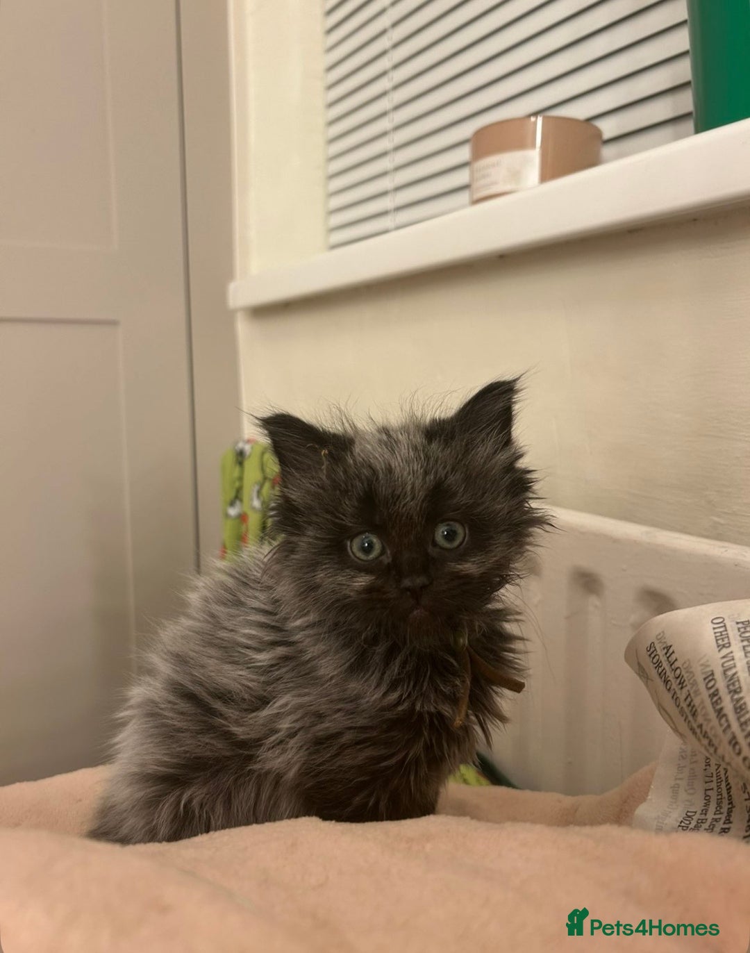 Maine Coon cats for sale: Stubbing Maine coon cubs for sale  - Advert 4