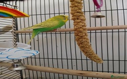 Budgerigars birds for sale: 7 month old Green female budgie  - Image 1
