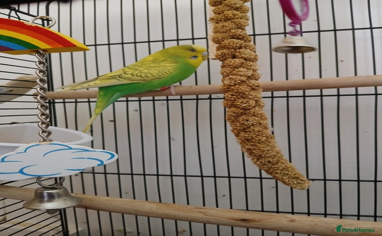 Budgerigars birds - Advert 2