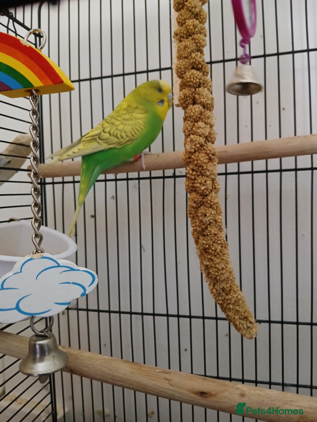 Budgerigars birds for sale: 7 month old Green female budgie  - Image 1