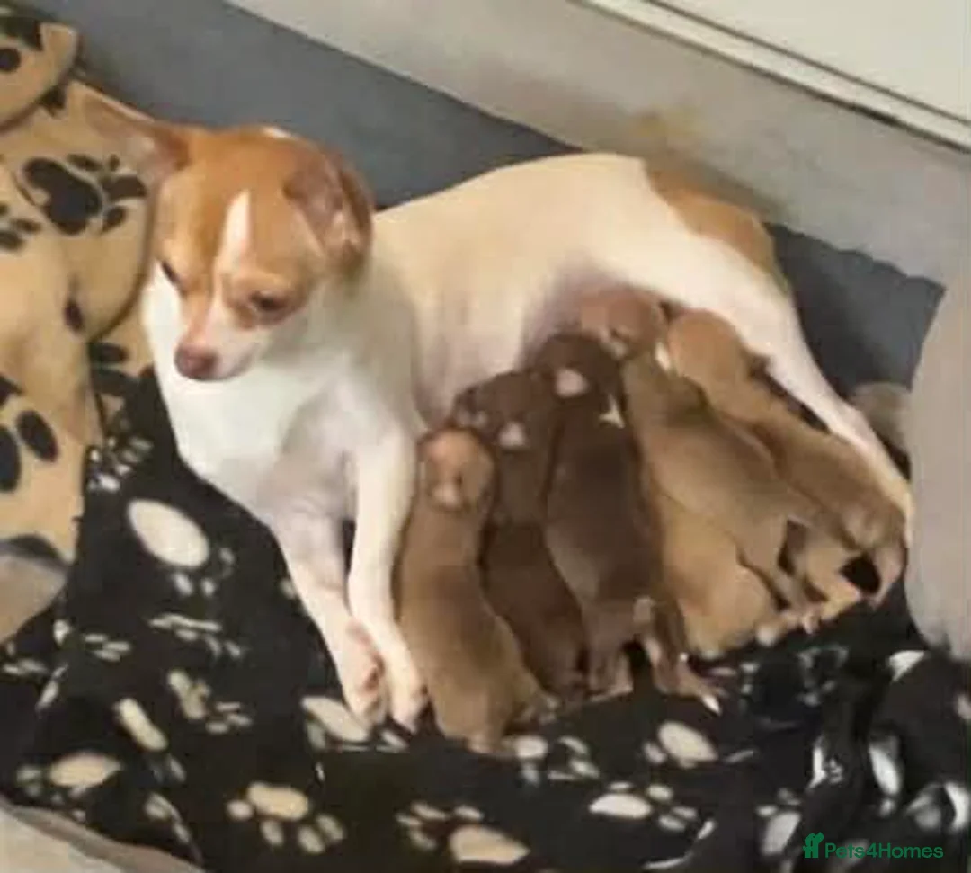 Chihuahua dogs for sale: CHIHUAHUA PUPPIES - Advert 1