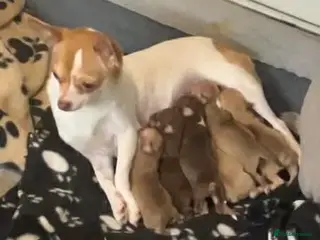 Chihuahua dogs CHIHUAHUA PUPPIES - Advert 5