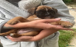 Boxer dogs for sale: Boxer baby girl 💖 - Image 9