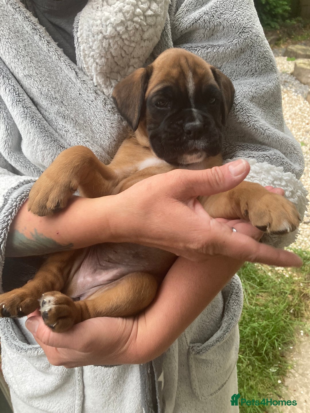 Boxer dogs for sale: Boxer baby girl 💖 - Image 9