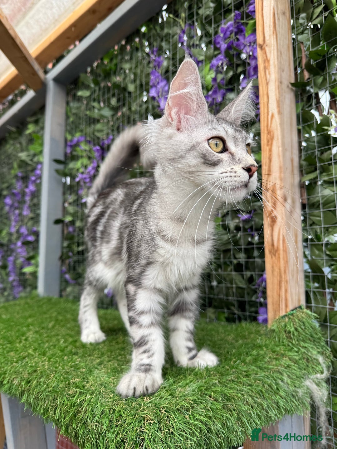 Maine Coon cats for sale: Russian bloodline Maine Coon Kittens 20+Gen! 🏆 - Image 16
