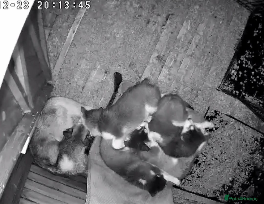 Siberian Husky dogs for sale: 4 pups left! - Advert 6