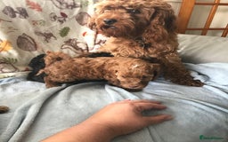 Cavapoo dogs for sale: F1B cavapoo pups  - Image 11