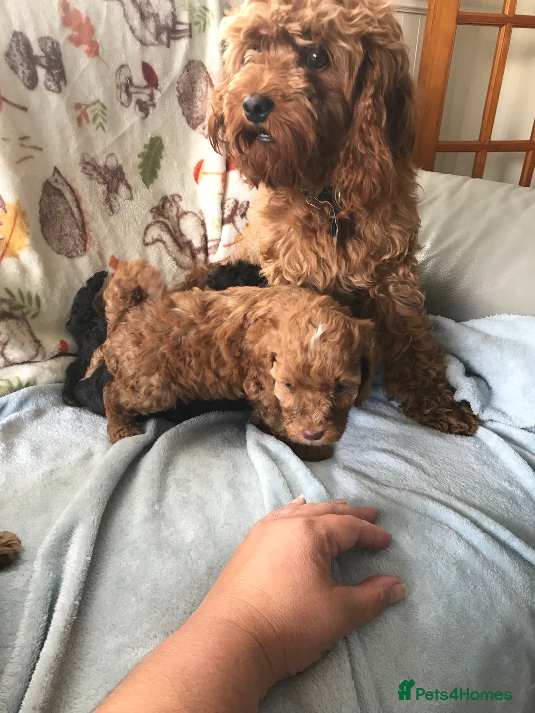 Cavapoo dogs for sale: F1B cavapoo pups  - Image 11