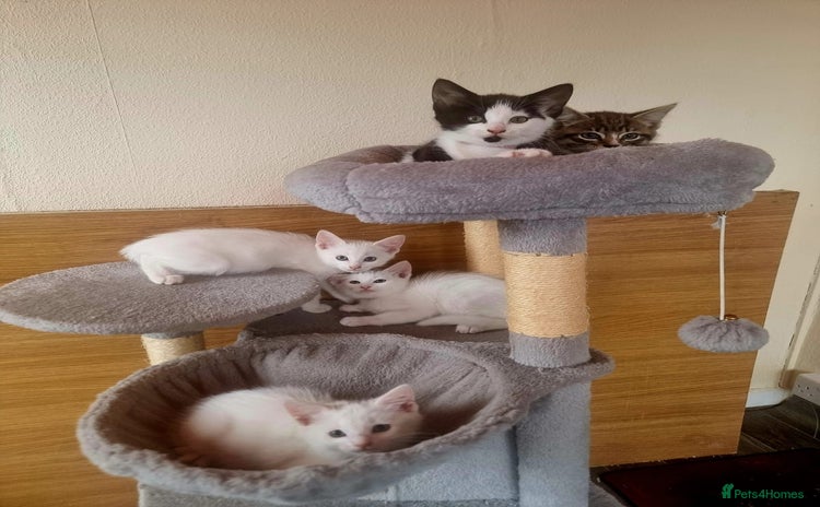 Mixed Breed cats - Advert 7