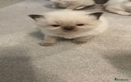 Ragdoll cats for sale: *ALL SOLD* gorgeous ragdoll kittens  - Image 5