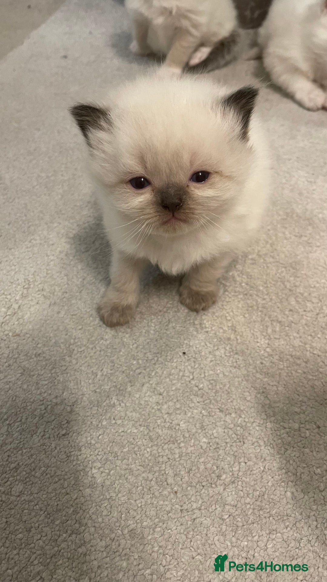 Ragdoll cats for sale: *ALL SOLD* gorgeous ragdoll kittens  - Image 5