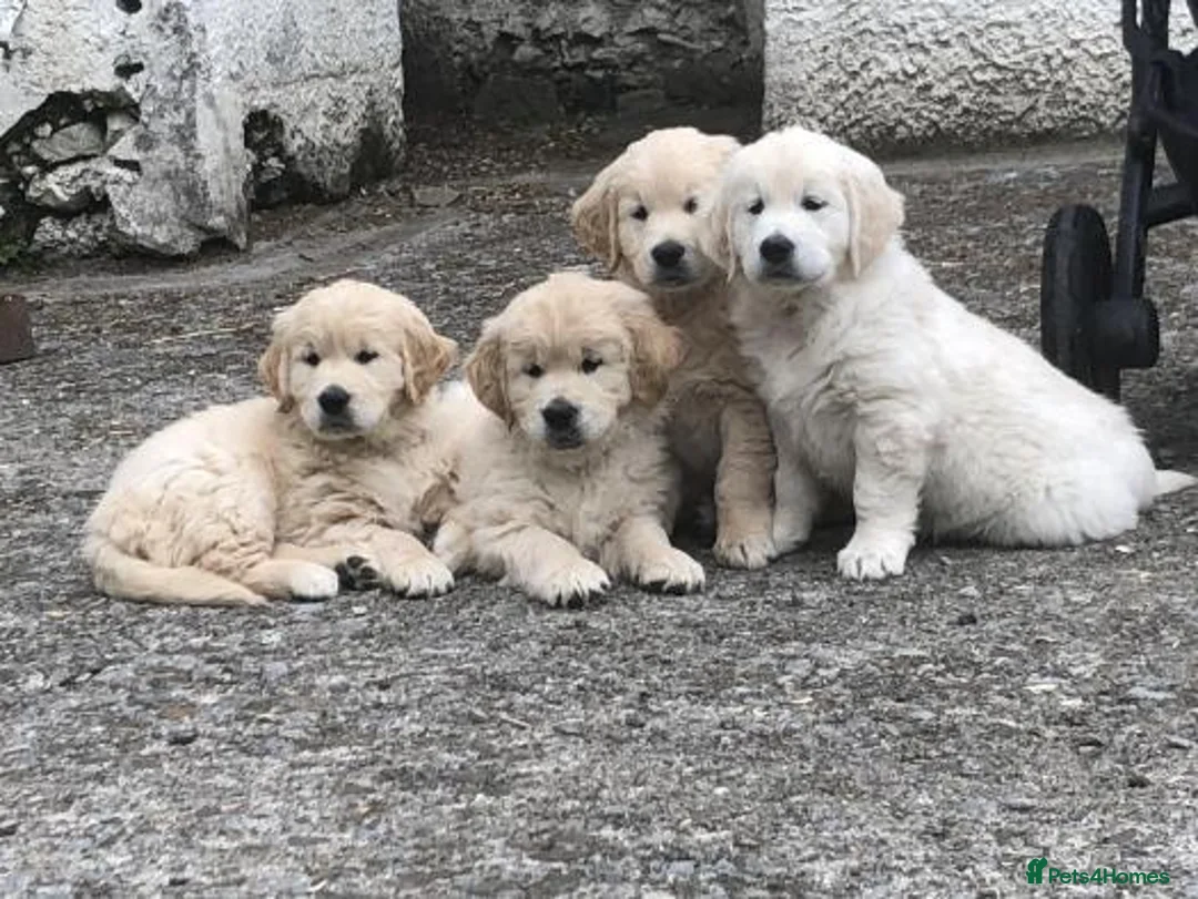 Golden Retriever dogs for sale: CREAM GOLDEN RETRIEVER PUPPIES  - Advert 3
