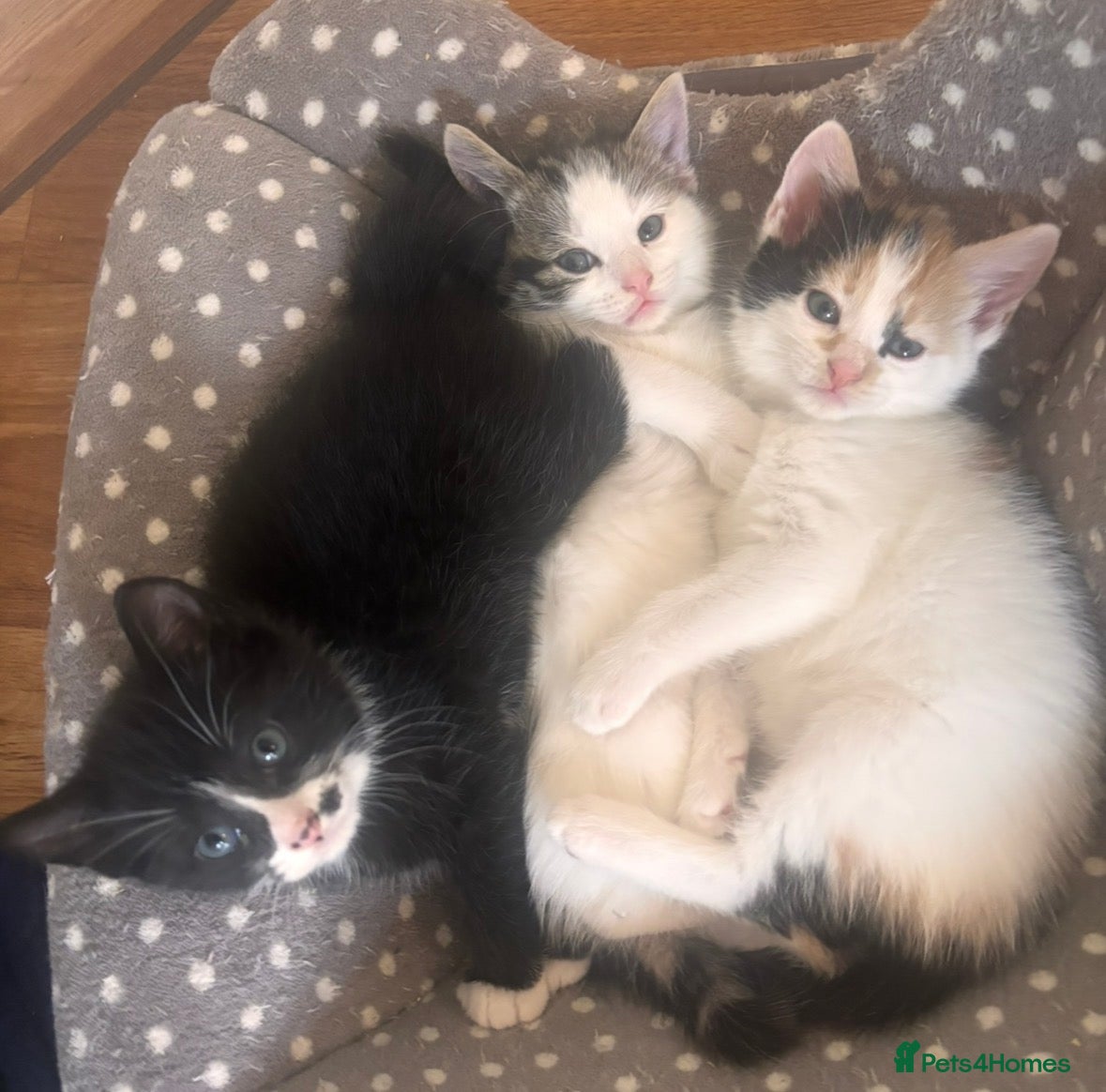 Mixed Breed cats One unique markings tuxedo boy remaining 😍🐱 - Advert 7