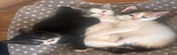 Mixed Breed cats for sale: Tuxedo with beauty spot 😍🐱 - Advert 1