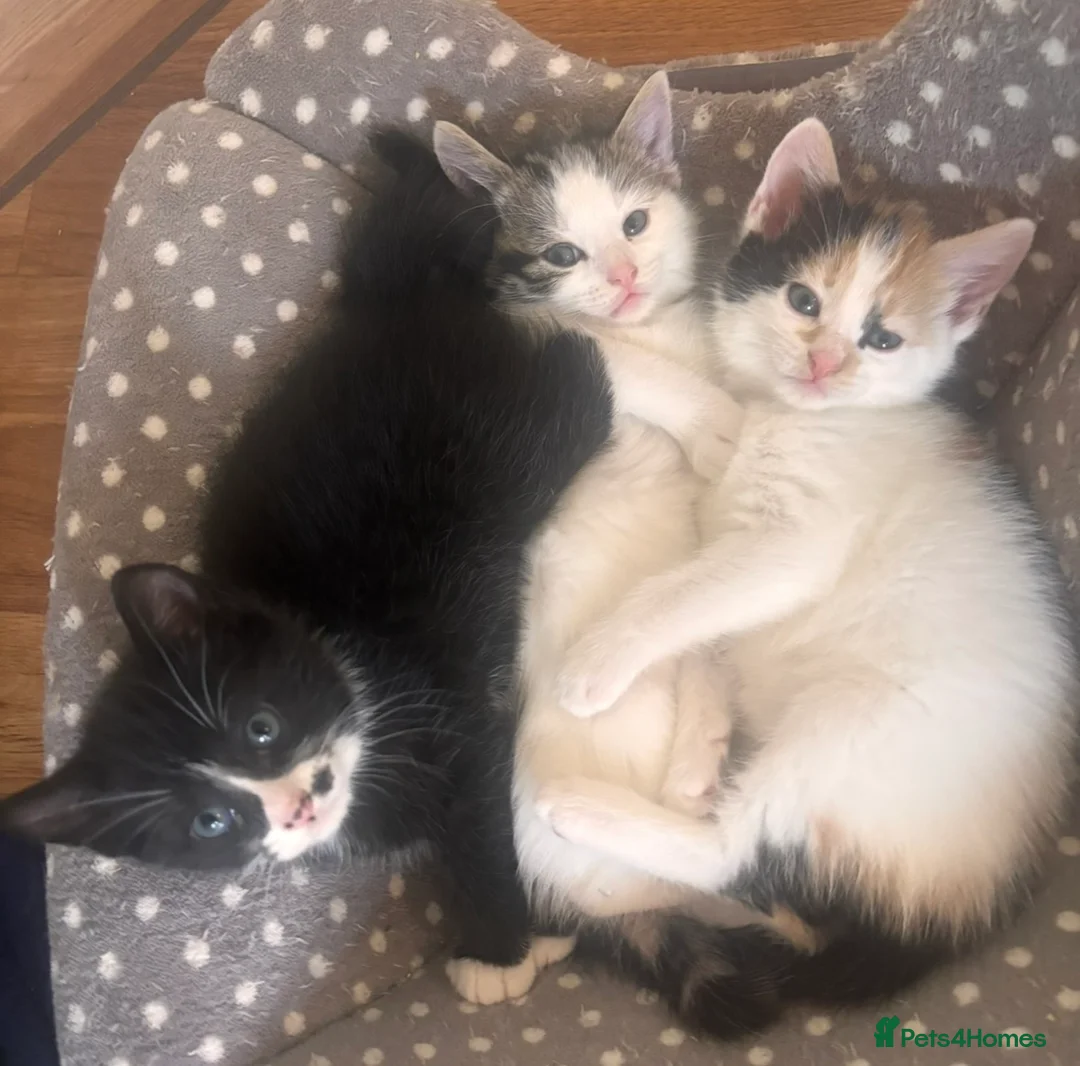 Mixed Breed cats for sale: Tuxedo with beauty spot 😍🐱 - Advert 1