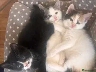 Mixed Breed cats One unique markings tuxedo boy remaining 😍🐱 - Advert 3