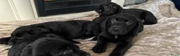 Labrador Retriever dogs for sale: Labrador puppys - Advert 3