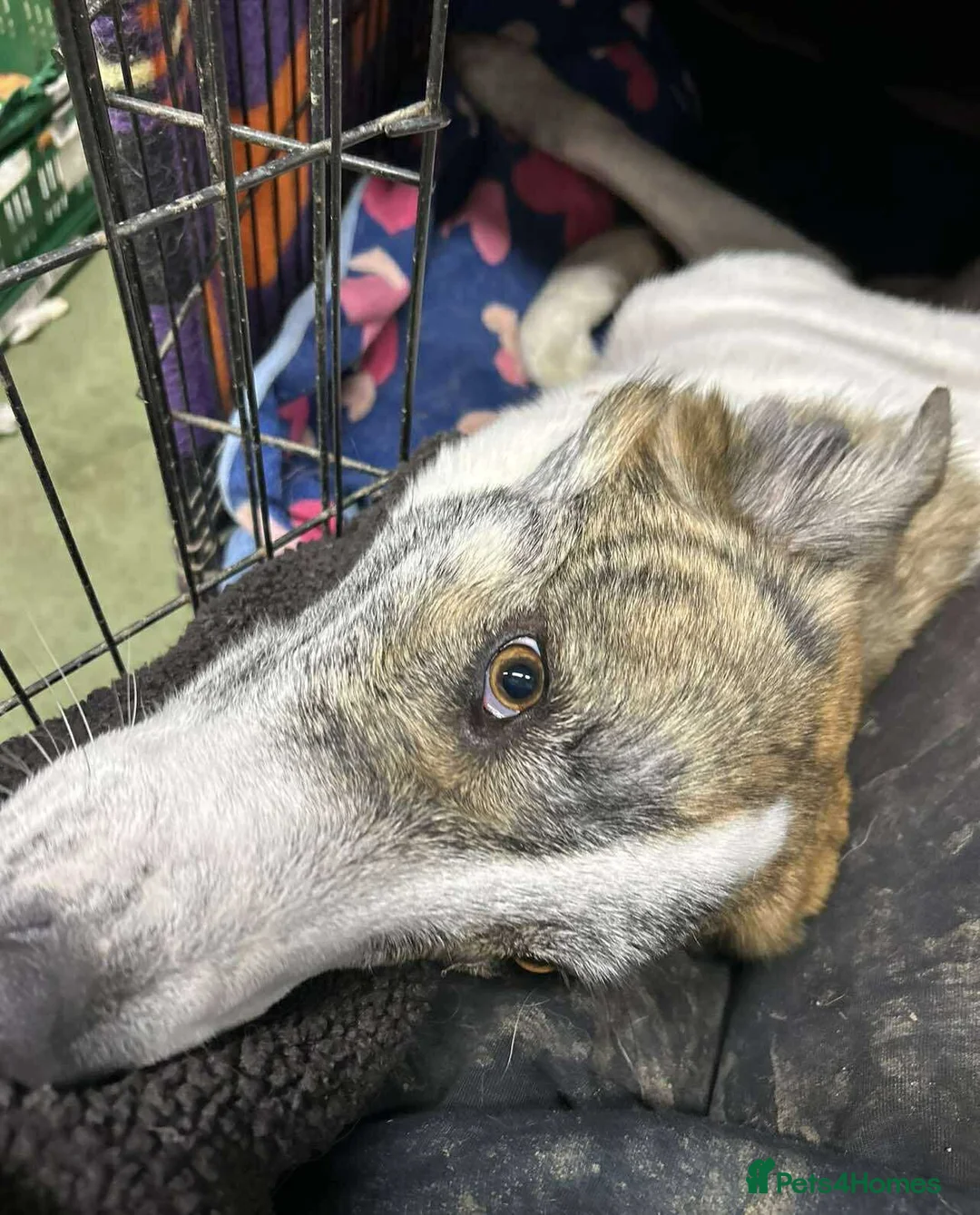 Mixed Breed dogs for adoption: FLO   - Advert 6