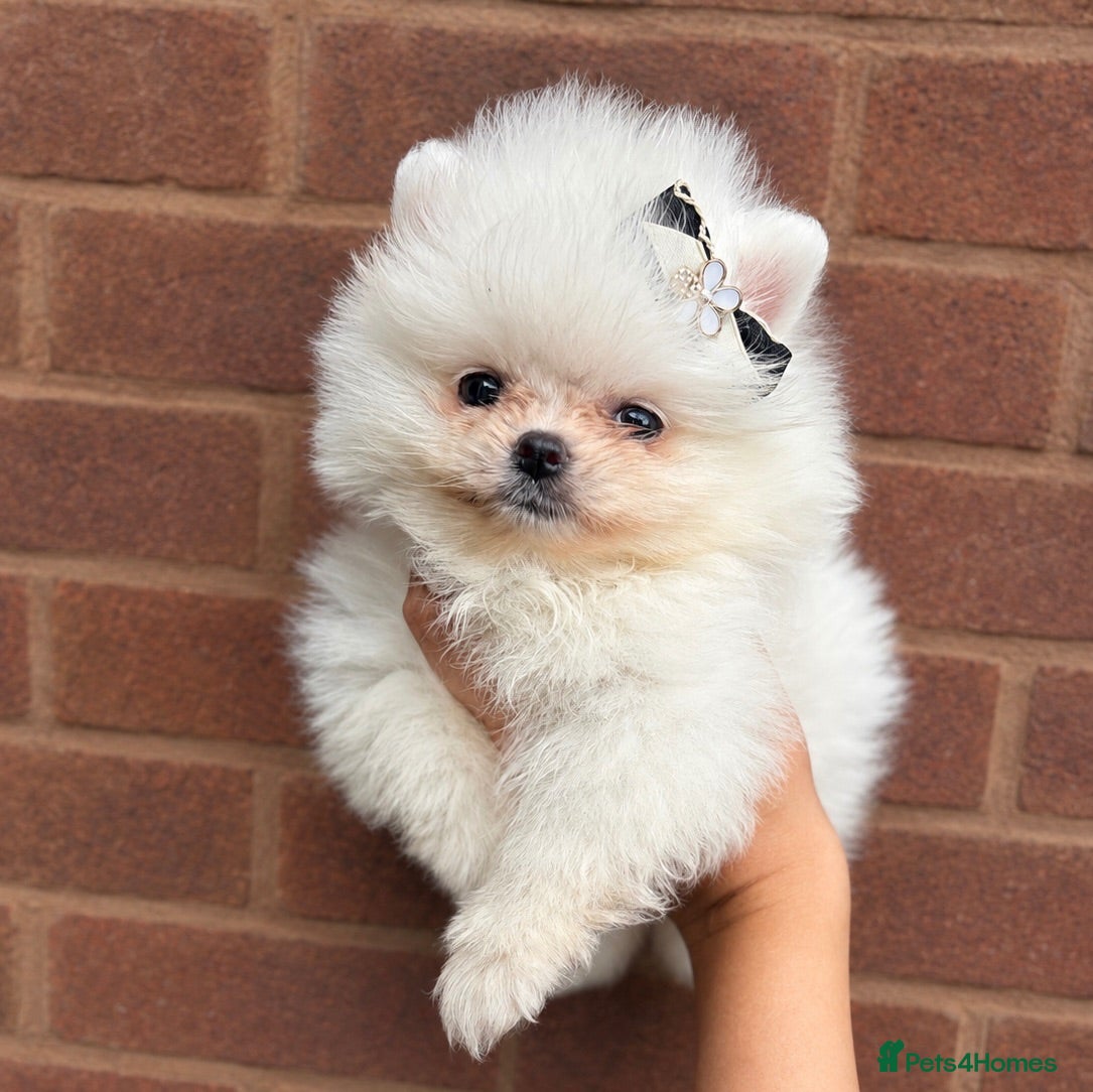 Pomeranian dogs ✨ Luxury Pomeranian Puppies ✨ - Advert 18