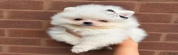 Pomeranian dogs for sale: ✨ Luxury Pomeranian Puppies ✨ - Advert 3