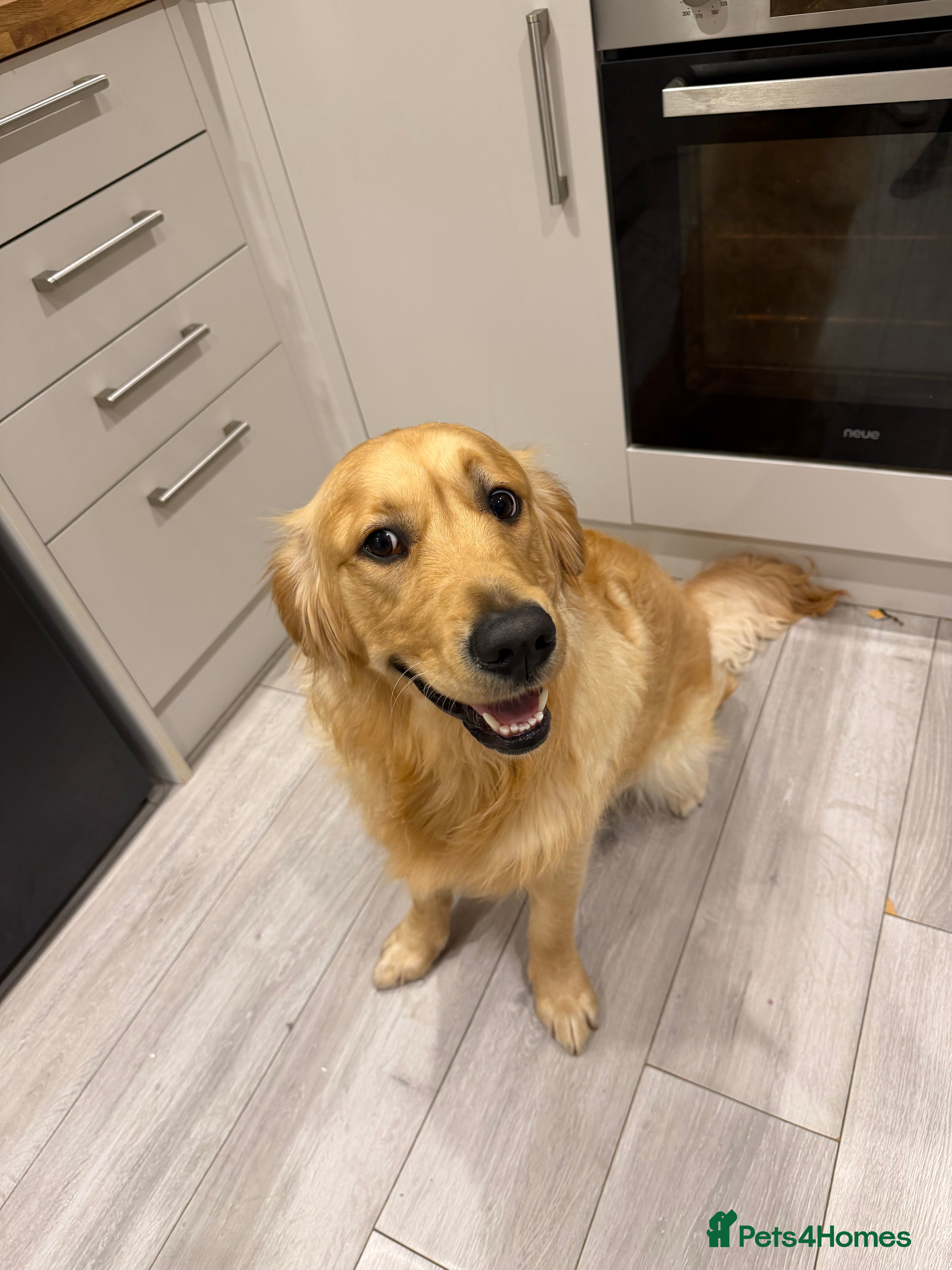 Golden Retriever dogs Winston  - Advert 1