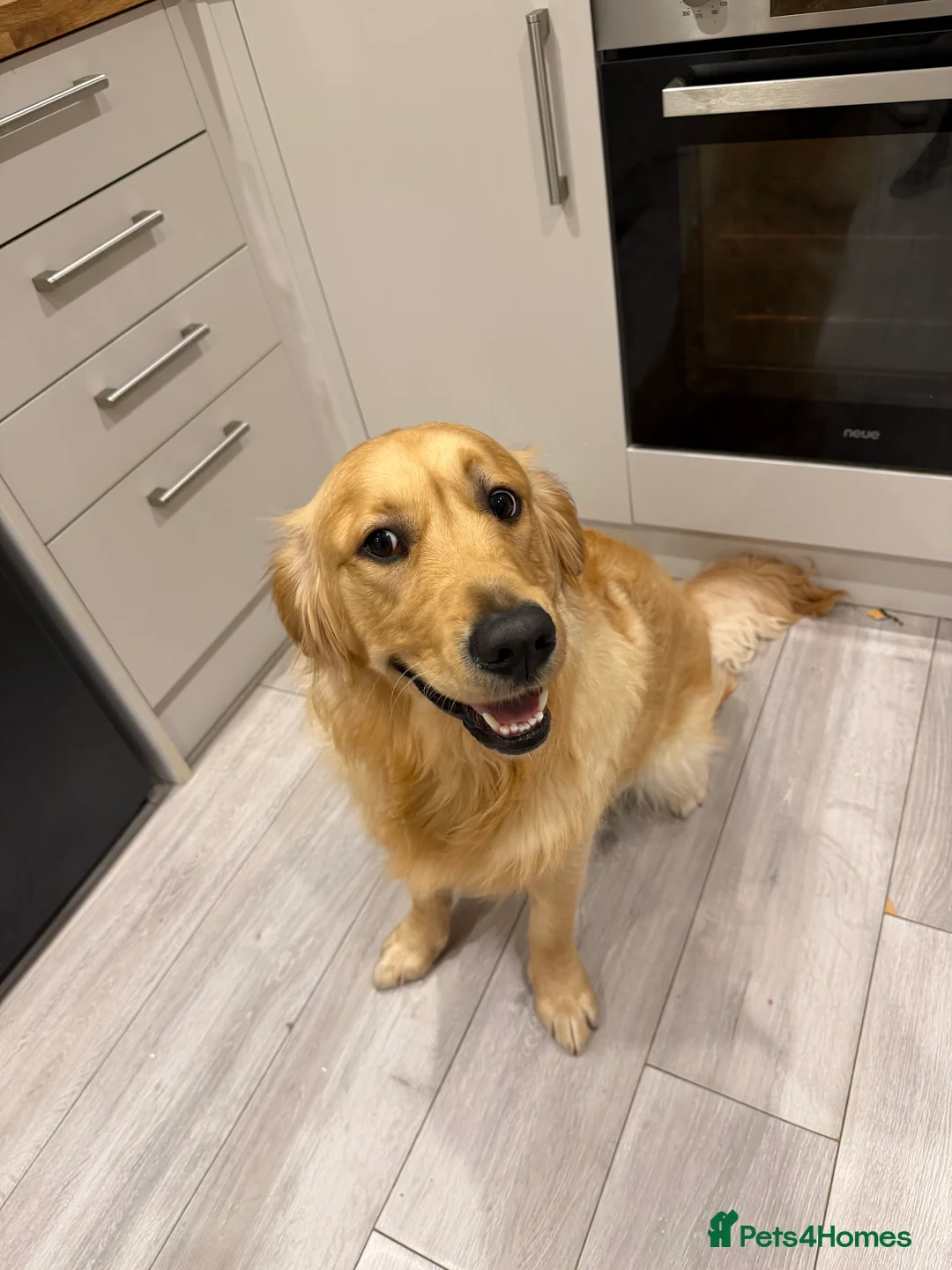 Golden Retriever dogs for sale: Winston  - Advert 1