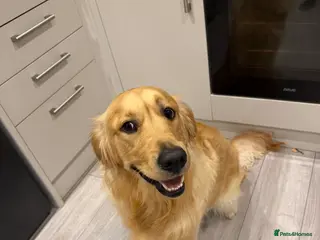 Golden Retriever dogs Winston - Advert 1