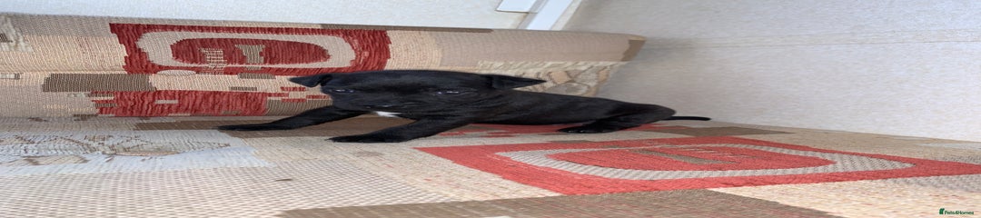 Patterdale Terrier Puppy 4