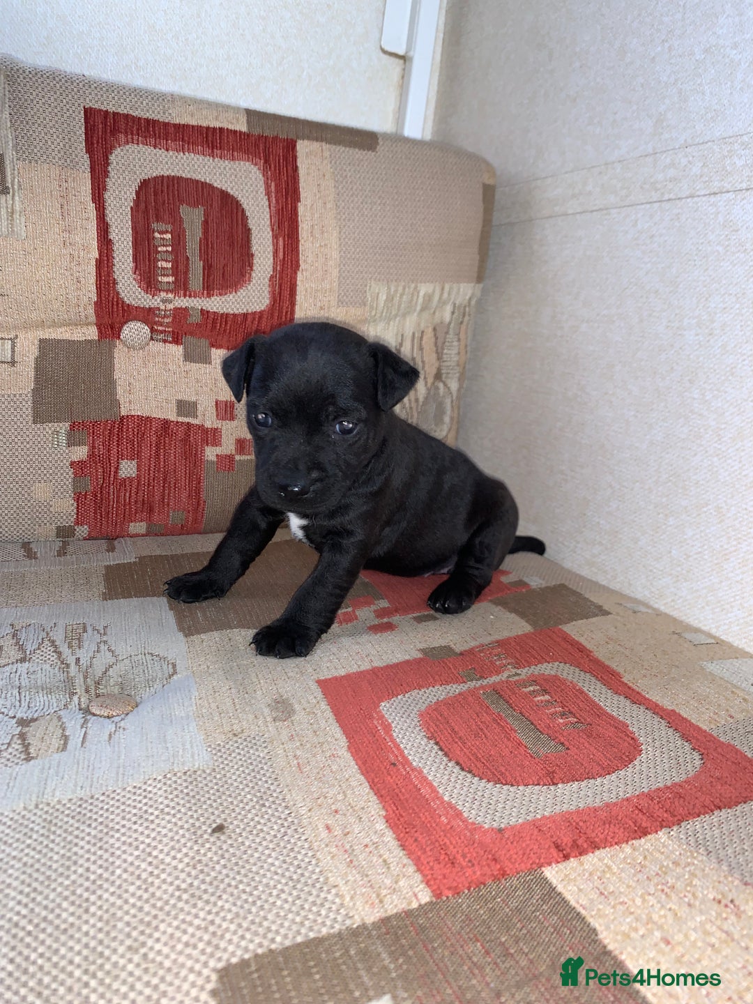 Patterdale Terrier dogs for sale: Patterdale terrier puppies  - Image 5