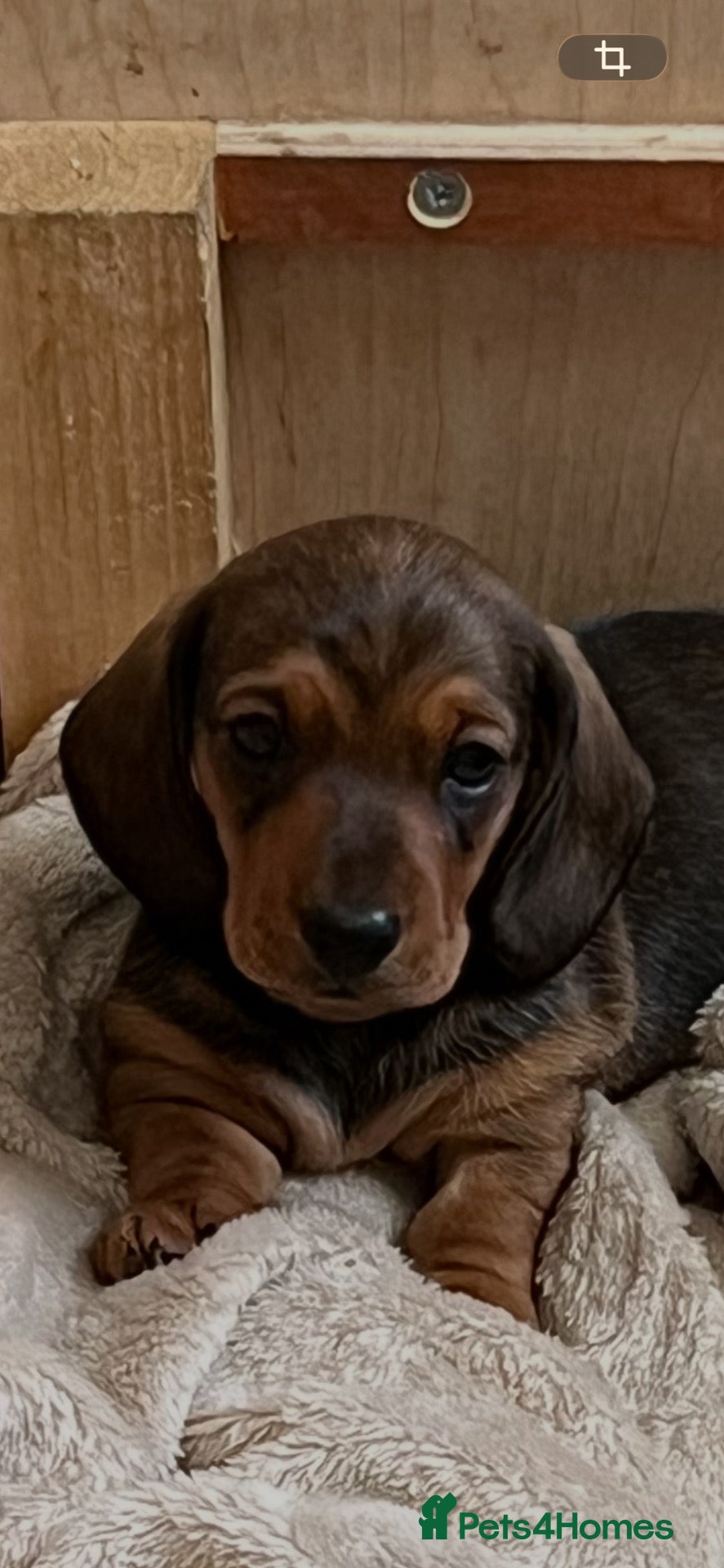 Miniature Dachshund dogs Two stunning KC miniature dachshunds for sale  - Advert 16