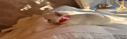 Pomchi dogs for sale: Chihuahua x Pomeranian Puppies - Advert 13