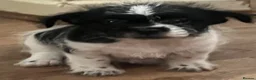 Shih Tzu dogs for sale: 10 week old male black & white shih tzu puppy  - Advert 8