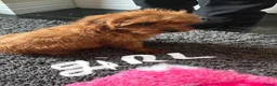 Cavapoo dogs for sale:  F1 Cavapoo,puppies available to leave now - Advert 13