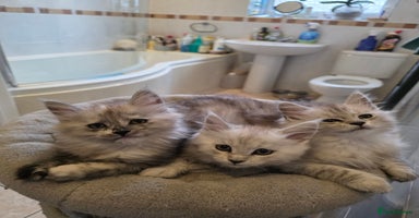 Maine Coon cats - Advert 14