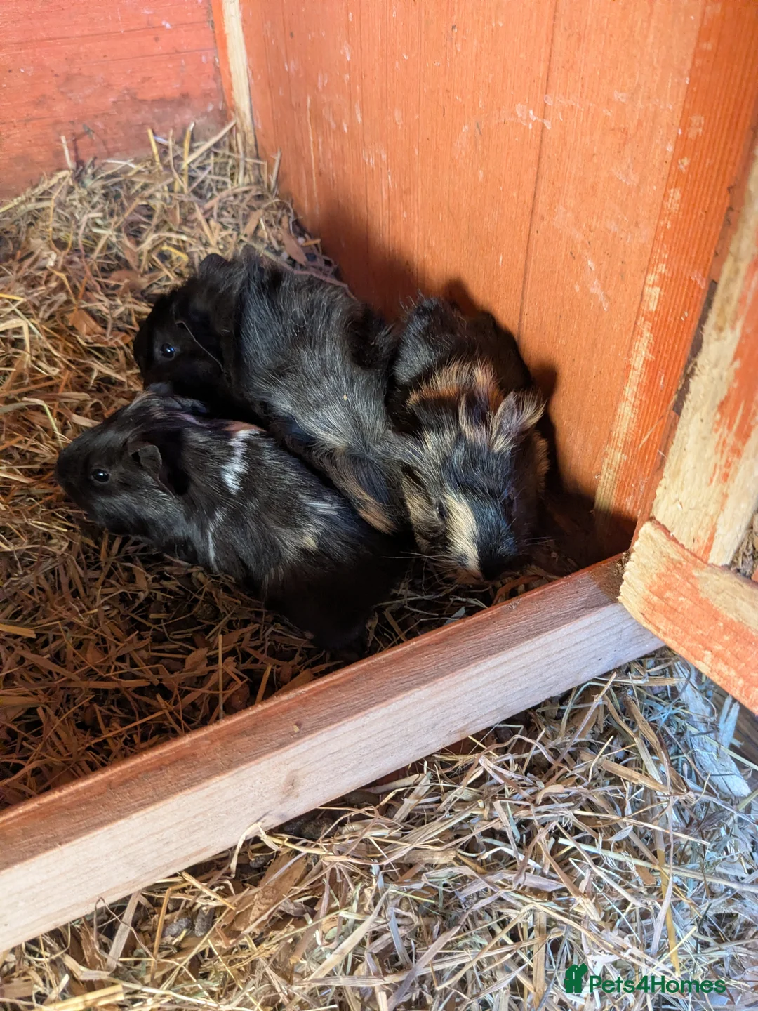 Guinea Pig rodents for sale: Male baby piggies - Advert 1