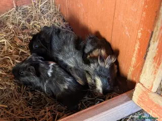 Guinea Pig rodents Male baby piggies - Advert 1